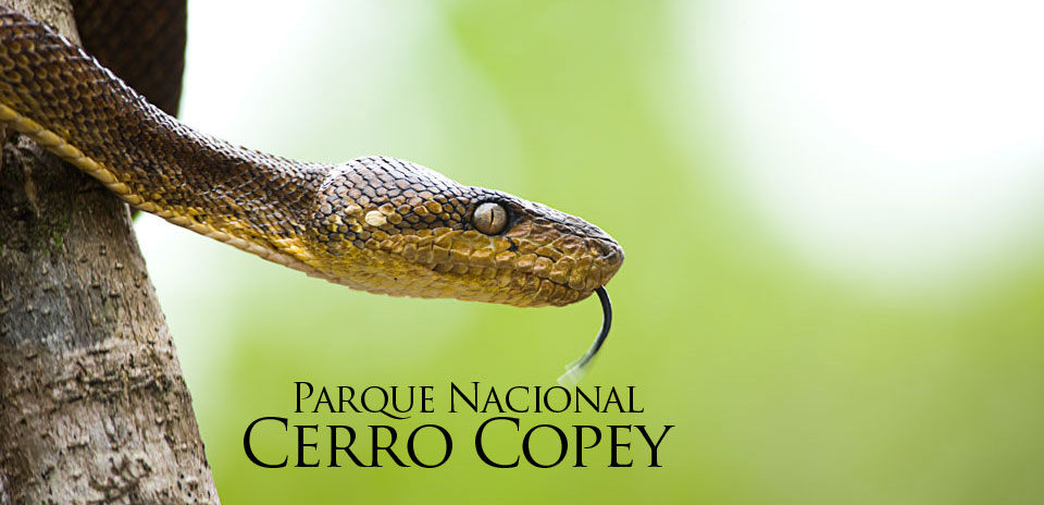 Parque Nacional «Cerro Copey» Edo. Nueva Esparta