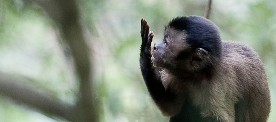 Mono Capuchino // Sapajus apella margaritae