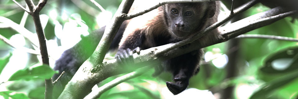 Juvenil, Mono Capuchino // Sapajus apella margaritae