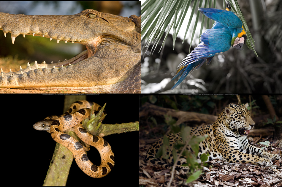 (de izq. a der.) Caimán del Orinoco, Guacamaya Azul y Amarillo, Boa Tornasol, Jaguar