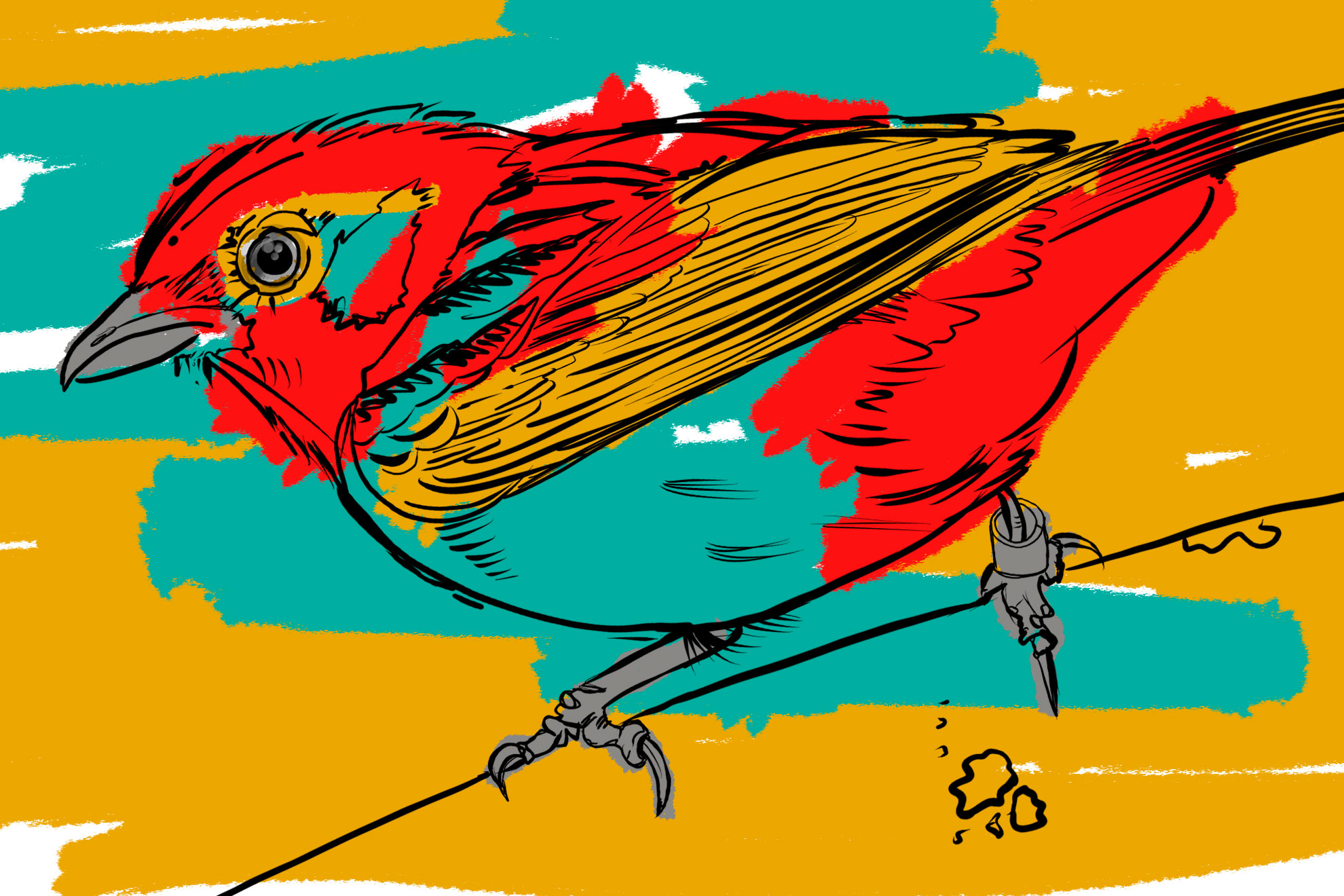 Libro para colorear «Oiseaux du Luxembourg»