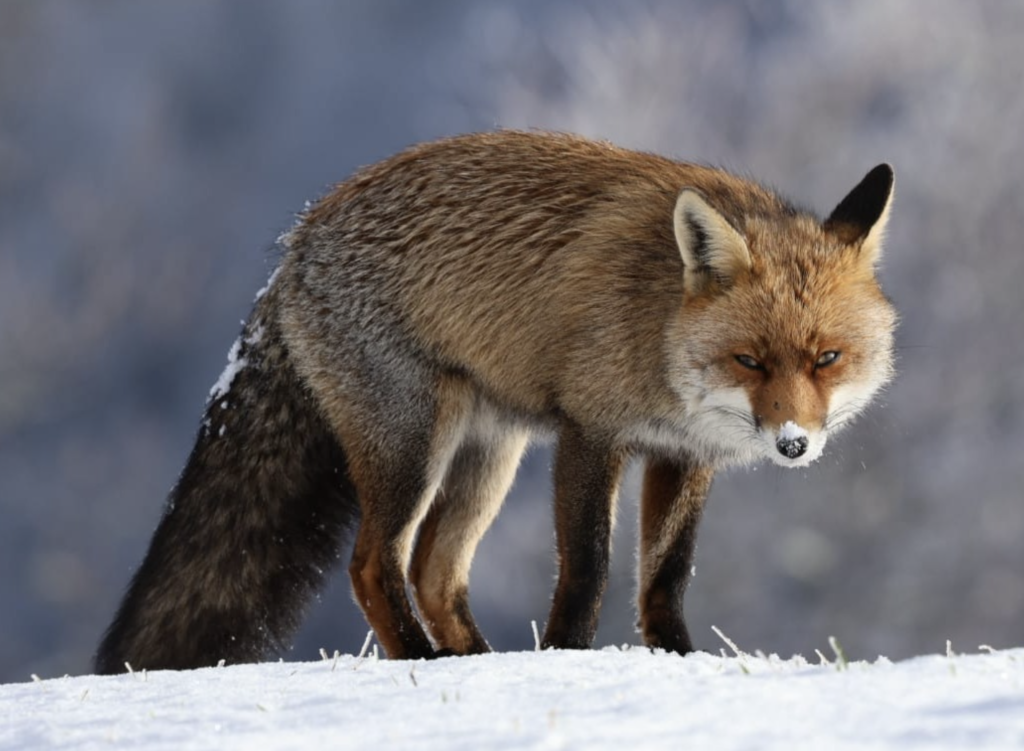 Captura de pantalla 2026-03-17 a las 11.52.57