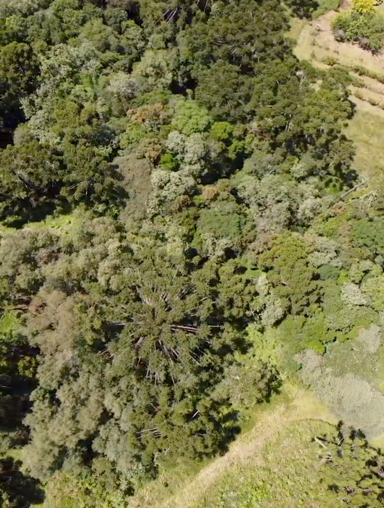 selva-mata-atlantica