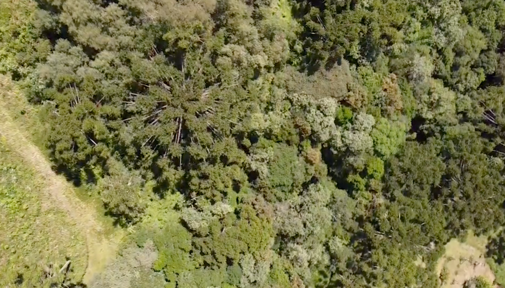 selva-mata-atlantica